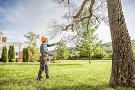 Best Tree Cabling and Bracing  in South Beloit, IL